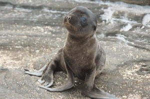teaching baby seals how to walk since 2013