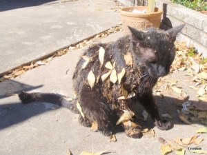 ..unfortunately you'll also end up with water spilled on your keyboard and nachos all over your cat...