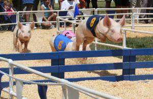 ...or one lottery and two pig races...